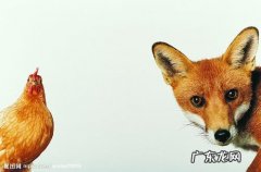 鸡犬相闻是什么意思