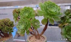 夏季法师多肉养殖方法