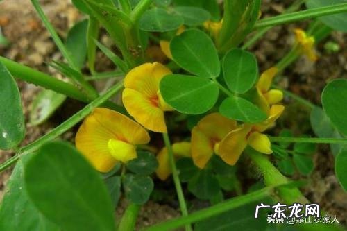 花生全生育期怎么计算?