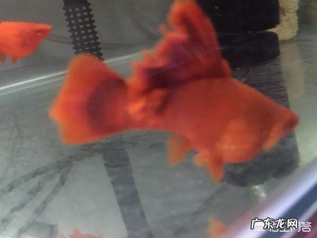 红箭鱼饲养技术方法有哪些?