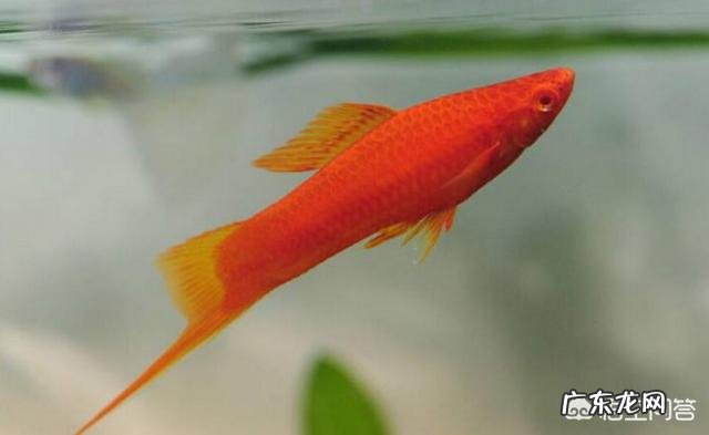 红箭鱼饲养技术方法有哪些?