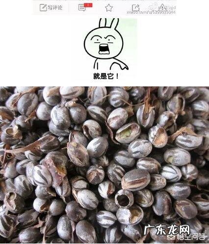 害虫洋辣子是什么？为什么卖这么贵？