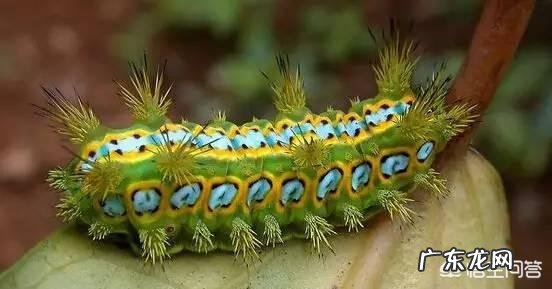 害虫洋辣子是什么?为什么卖这么贵?