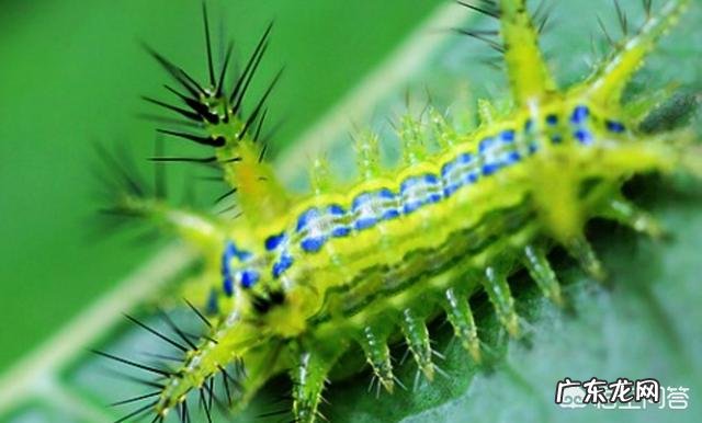 害虫洋辣子是什么？为什么卖这么贵？