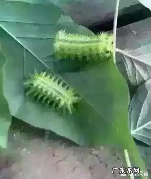 害虫洋辣子是什么？为什么卖这么贵？