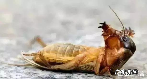 害虫洋辣子是什么?为什么卖这么贵?