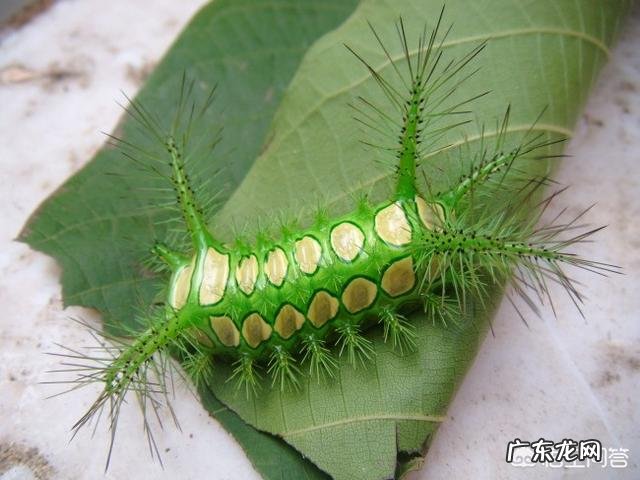 害虫洋辣子是什么?为什么卖这么贵?