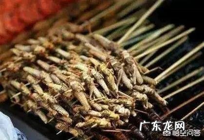 害虫洋辣子是什么?为什么卖这么贵?