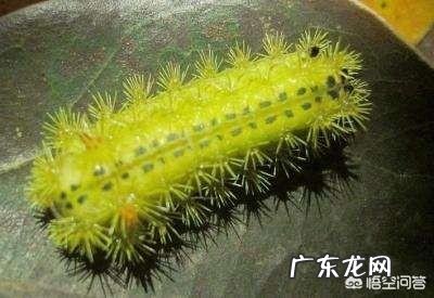 害虫洋辣子是什么？为什么卖这么贵？