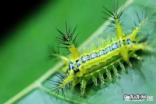 害虫洋辣子是什么？为什么卖这么贵？