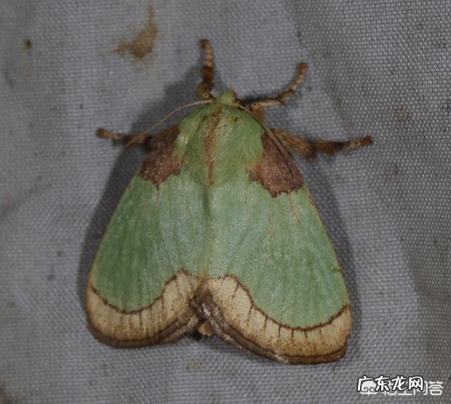 害虫洋辣子是什么?为什么卖这么贵?