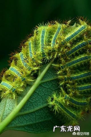 害虫洋辣子是什么？为什么卖这么贵？