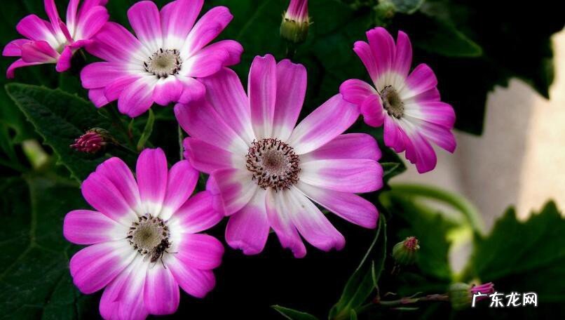 瓜叶菊只能养一年吗