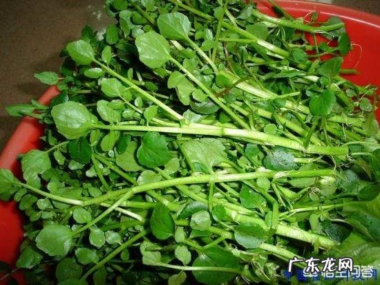 哪些蔬菜孕妇不能吃?