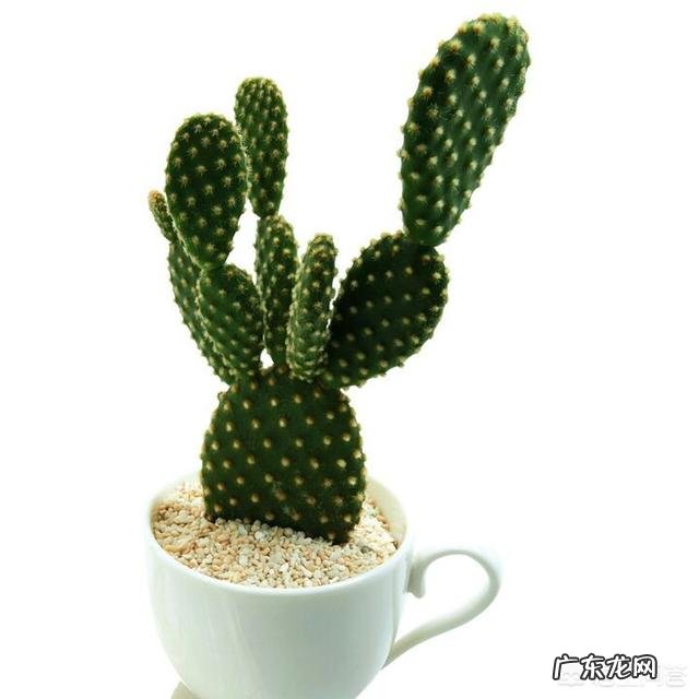 哪些蔬菜孕妇不能吃?