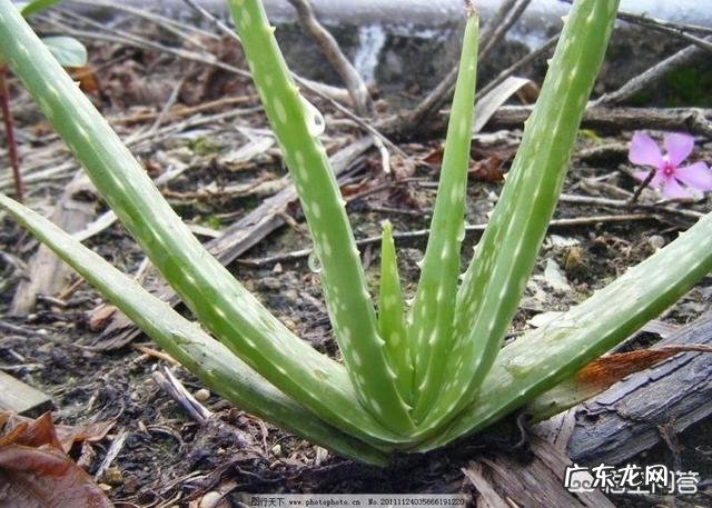 哪些蔬菜孕妇不能吃?