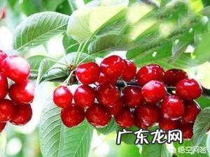 孕妇吃樱桃好不好?会有哪影响?