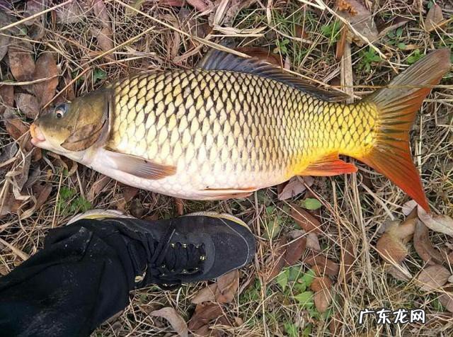 哪种方块料好钓鲤鱼