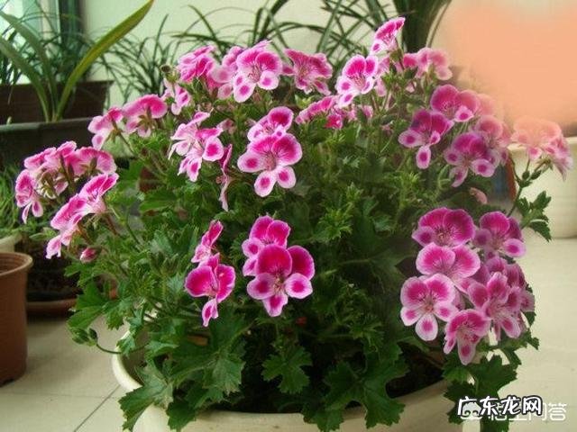 家里经常种植的绿植一品红、仙客来、马蹄莲、天竺葵有毒吗?