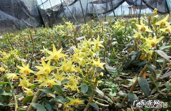 云南有什么土特产是比较值得推荐的?