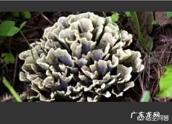 云南有什么土特产是比较值得推荐的?