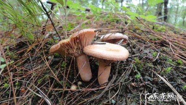 云南有什么土特产是比较值得推荐的?