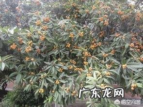 枇杷苗不剪枝有多大影响?