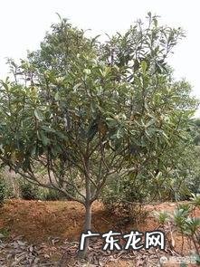 枇杷苗不剪枝有多大影响?