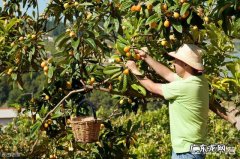 枇杷苗不剪枝有多大影响？