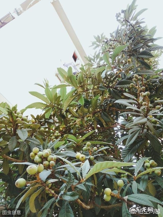 枇杷苗不剪枝有多大影响？