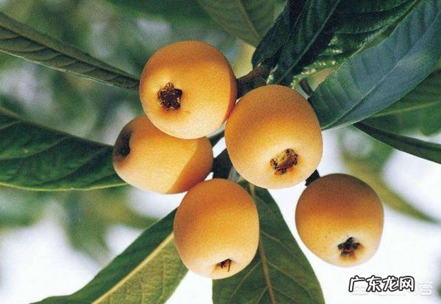 从种子开始种的盆栽枇杷苗,一年长到15公分,今年春天就发了一片新叶,僵苗了吗?