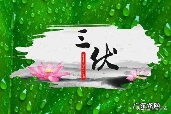 明日入伏,入伏吃什么好?农村俗语“头伏饺子二伏面”是啥道理?