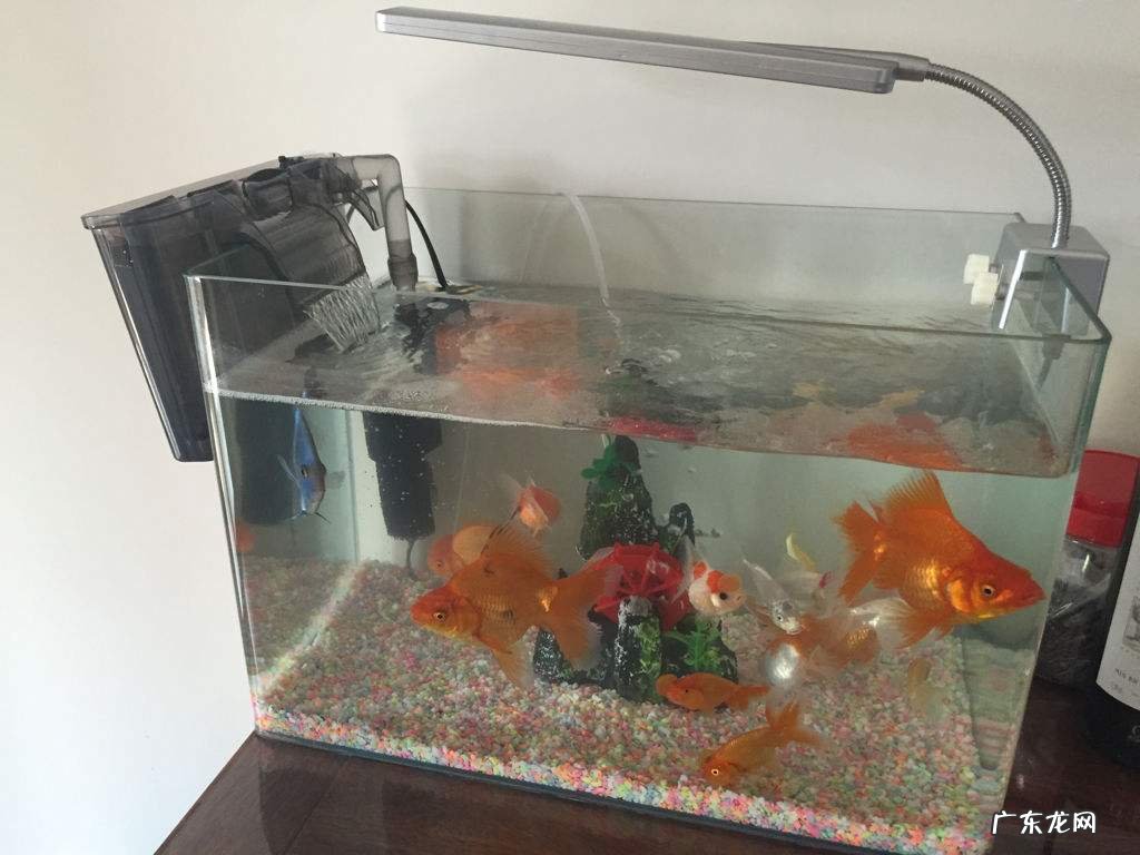 水缸养鱼怎么循环