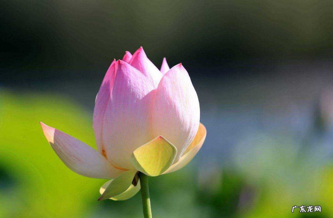 爱莲说最后一句的言外之意