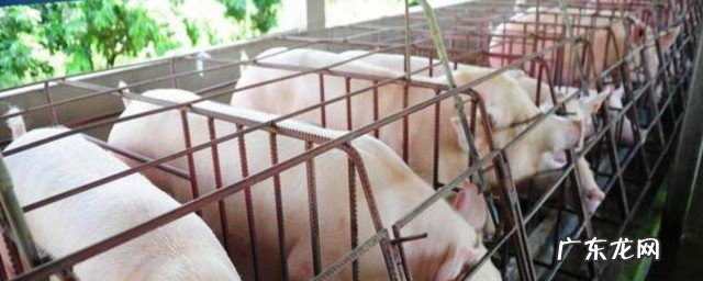 温氏集团养猪加盟条件