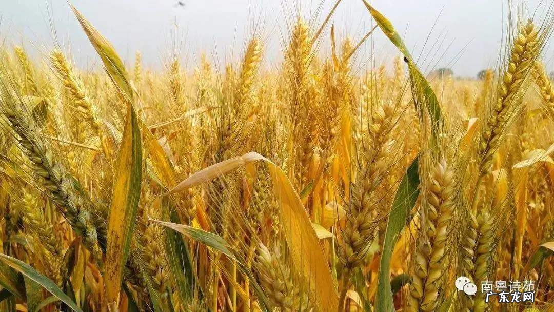 怎么防止鸟吃小麦