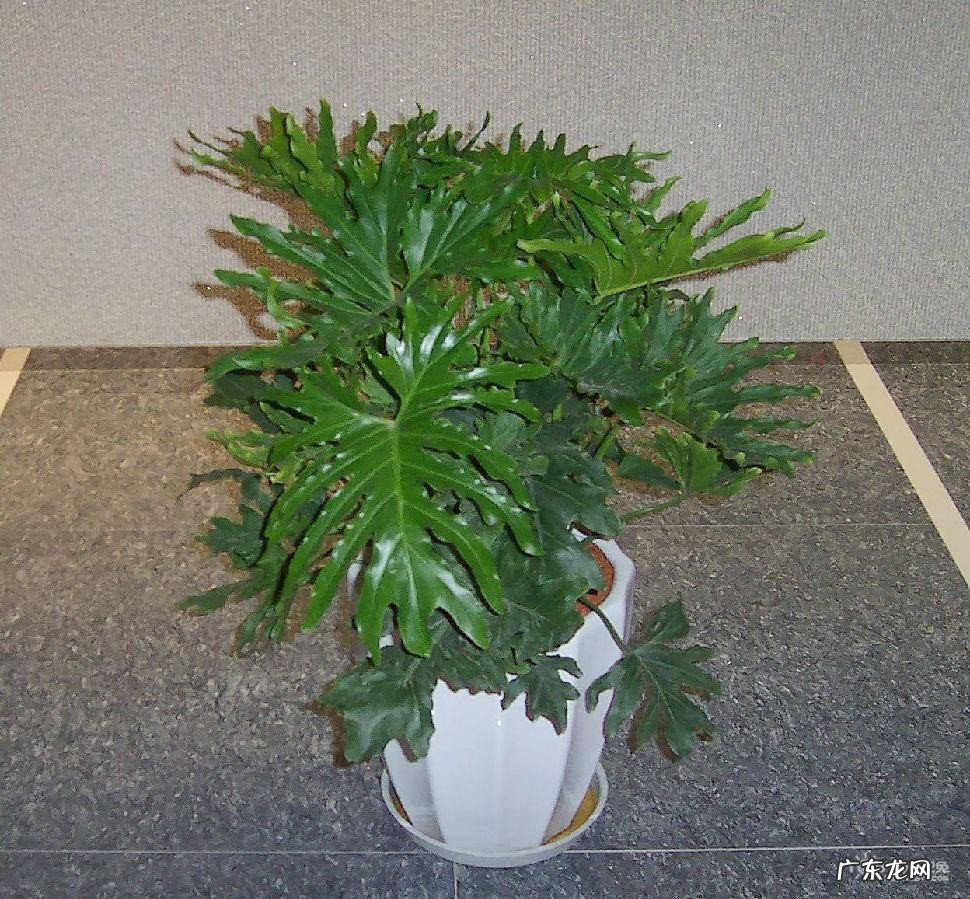 竹养殖方法和注意事项