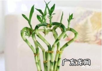 富贵竹怎么养才能更旺盛?