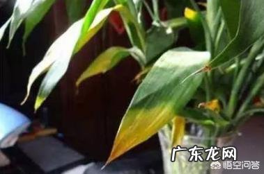 富贵竹怎么养才能更旺盛?