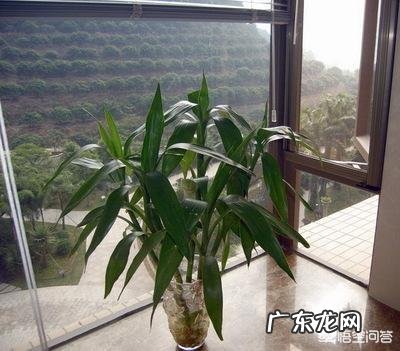 富贵竹怎么养才能更旺盛?