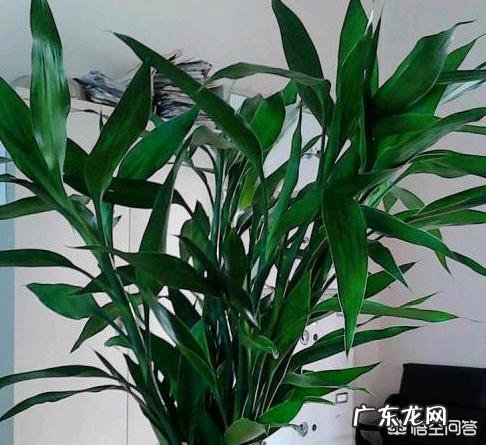 富贵竹怎么养才能更旺盛?