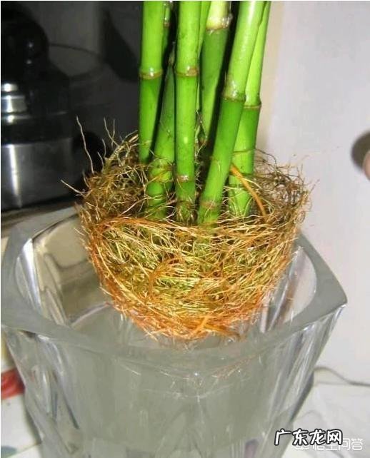 富贵竹怎么养才能更旺盛?