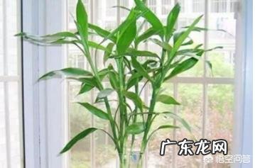 富贵竹怎么养才能更旺盛?