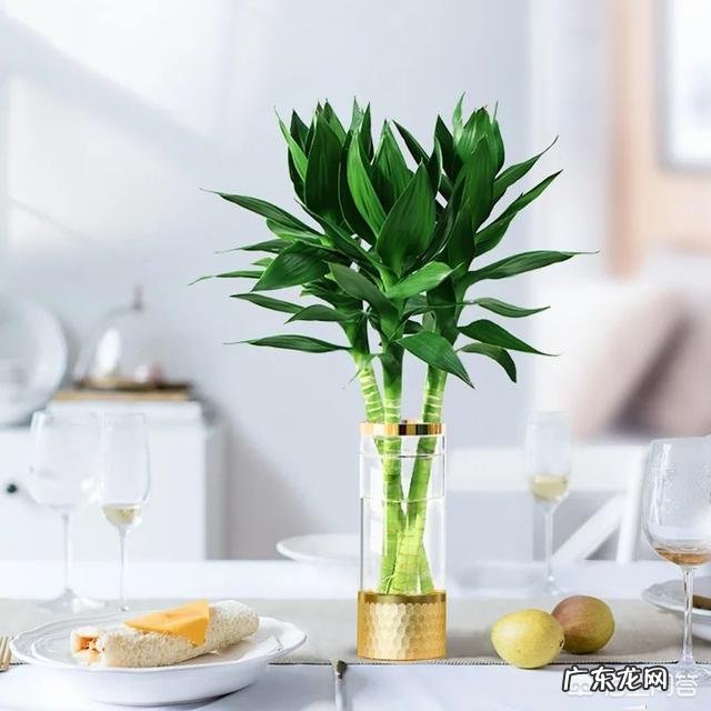 富贵竹怎么养才能更旺盛?