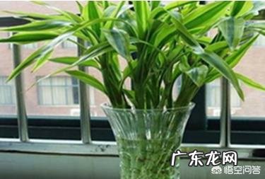 富贵竹怎么养才能更旺盛?