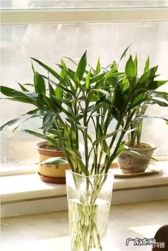富贵竹怎么养才能更旺盛?