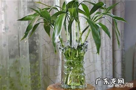 富贵竹怎么养才能更旺盛?