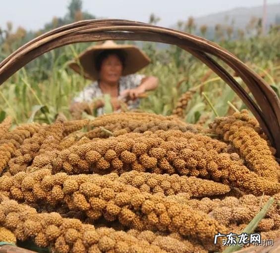 今日立秋,农村俗语“立秋无雨是空秋”,说的是什么意思?立秋下雨好吗?