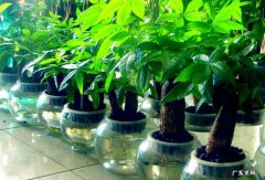 发财树放哪里最旺财