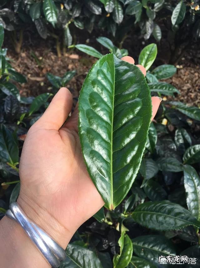 蜂蜜面膜怎么做?